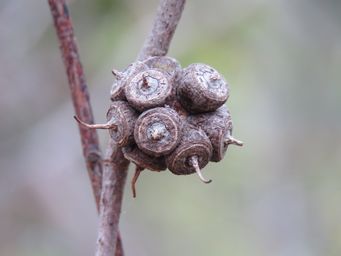 341_eucalyptus_wandoo_img_5213.jpg