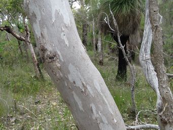 341_eucalyptus_wandoo_img_5222.jpg