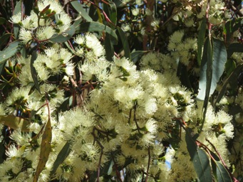 341_eucalyptus_wandoo_subsp_wandoo_img_6829.jpg