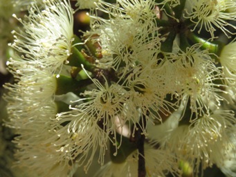 341_eucalyptus_wandoo_subsp_wandoo_img_6833.jpg
