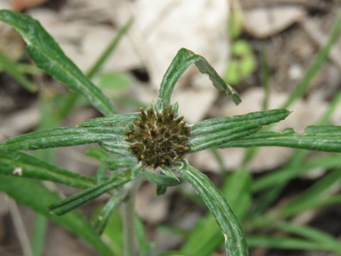 341_euchiton_sphaericus_img_5587.jpg