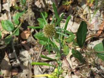 341_euchiton_sphaericus_japanese_cudweed_img_6681c.jpg