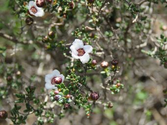 341_euryomyrtus_leptospermoides_foliage_m_img_8486c.jpg