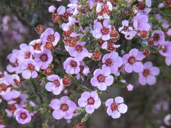 341_euryomyrtus_maidenii_mr_img_9845c.jpg