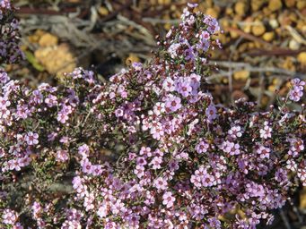 341_euryomyrtus_maidenii_mr_img_9863c.jpg