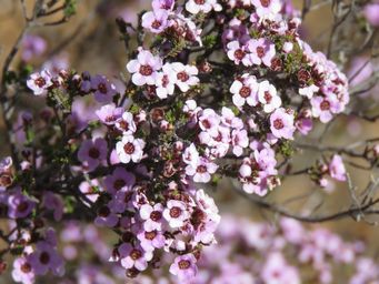 341_euryomyrtus_maidenii_woolgangie_road_img_0283c.jpg
