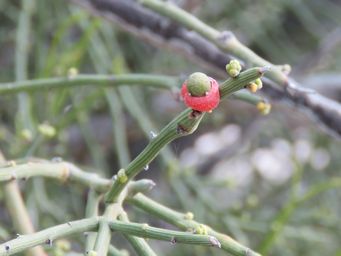 341_exocarpos_aphyllus_w_img_8733c.jpg