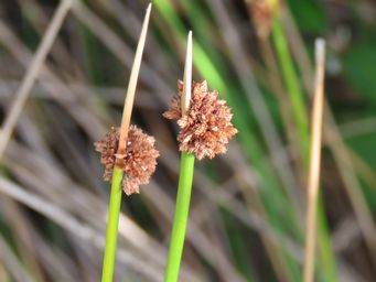 341_ficinia_nodosa_knotted_club_rush_img_6459c.jpg