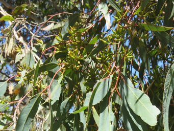341_wandoo_buds_and_leaves_img_5799c.jpg