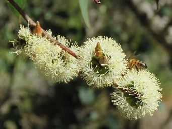 341_wandoo_img_5794c.jpg