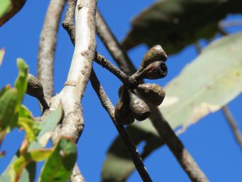 341_wandoo_mature_nuts_img_5801c.jpg