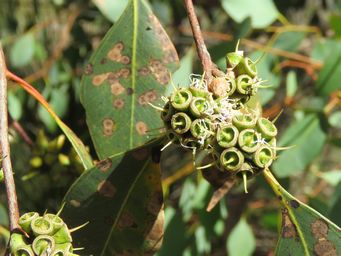 341_wandoo_nuts_forming_img_5796c.jpg