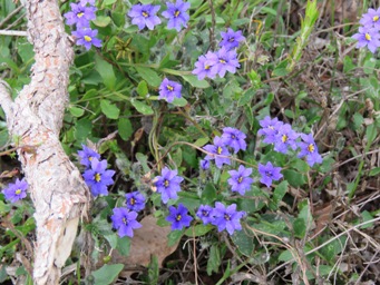 341xdampiera_alata_img_5113.jpg