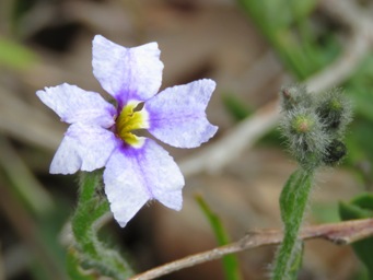 341xdampiera_alata_lilac_img_5105c.jpg