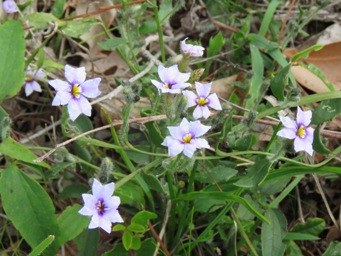 341xdampiera_alata_pale_img_5103.jpg