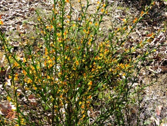 341xdaviesia_decurrens_pods_img_4475.jpg
