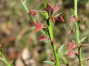 341xdaviesia_decurrens_pods_img_5043c.jpg