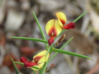 341xdaviesia_preissii_img_0928c.jpg