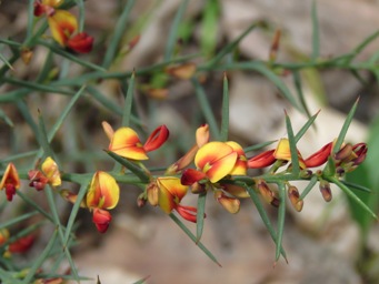 341xdaviesia_preissii_img_6633c.jpg