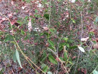 341xdaviesia_preissii_pods_img_0930c.jpg