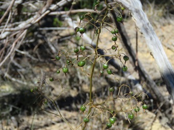 341xdianella_seed_pods_img_9757c.jpg