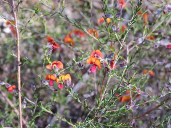 341xdillwynia_laxiflora_img_5247.jpg