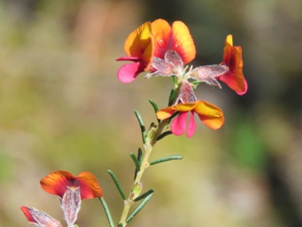 341xdillwynia_laxiflora_img_5984c.jpg