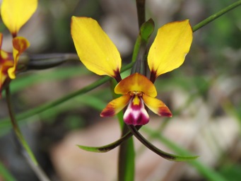 341xdiuris_crossed_img_4803c.jpg