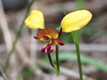 341xdiuris_donkey_img_4403c.jpg