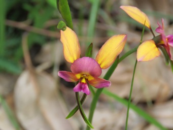 341xdiuris_pansy_img_5591c.jpg