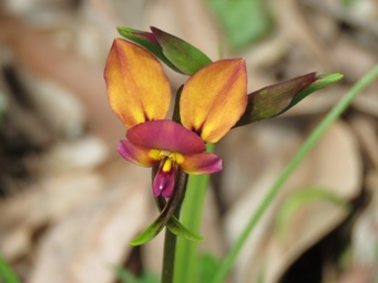 341xdiuris_pansy_img_5649c.jpg
