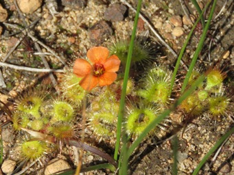 341xdrosera_glanduligera_img_5508c.jpg