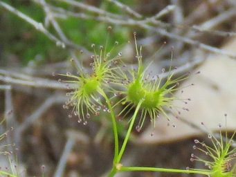 341xdrosera_neesii_foliage_img_7375c.jpg