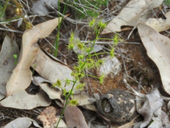 341xdrosera_neesii_img_7375c.jpg