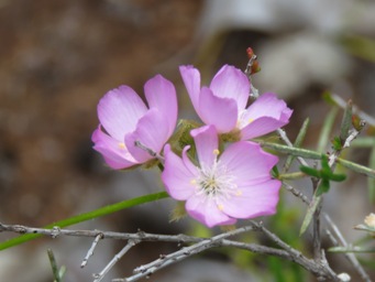 341xdrosera_neesii_img_7385c.jpg