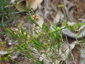 341xdrosera_neesii_img_7388.jpg