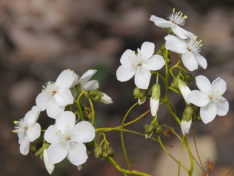 341xdrosera_pallida_img_5624.jpg