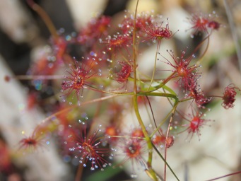 341xdrosera_pallida_img_6784c.jpg
