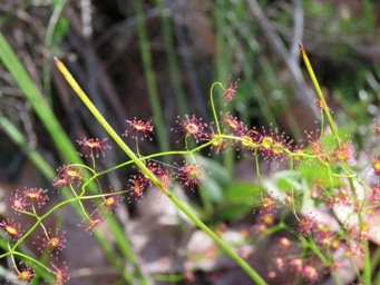 341xdrosera_pallida_rainbow_creeper_img_3098.jpg