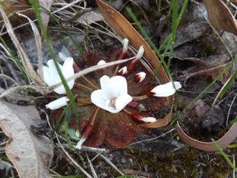341xdrosera_rosulata_dscf3843c.jpg