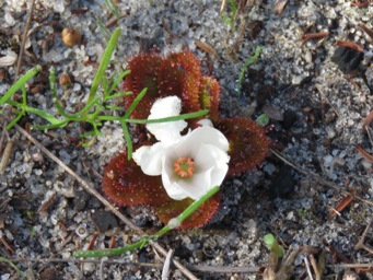 341xdrosera_rosulata_img_2040c.jpg