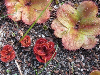341xdrosera_rosulata_img_2316c.jpg