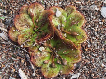 341xdrosera_rosulata_img_2322c.jpg