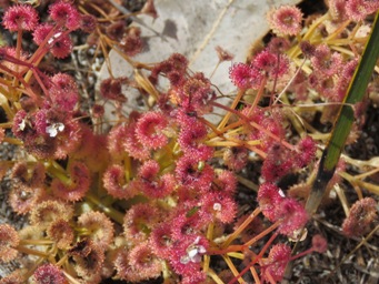 341xdrosera_stolonifera_foliage_img_7700c.jpg