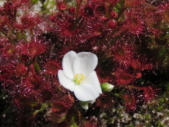 341xdrosera_stolonifera_img_5049.jpg