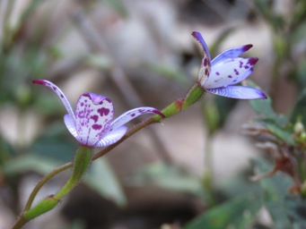 341xelythranthera_brunonis_img_6688c.jpg
