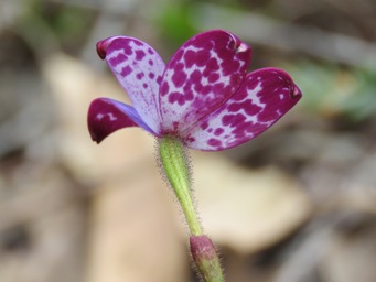 341xelythranthera_brunosis_img_7308c.jpg