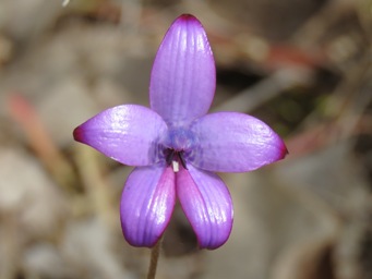 341xelythranthera_brunosis_img_7331.jpg
