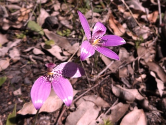341xelythranthera_emarginata_dscf8535c.jpg