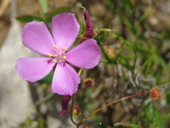 341xpink_drosera_drummondii__img_7819c.jpg